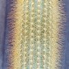 Micranthocereus_auri_azureus